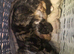 Beautiful kittens, i have both parents
