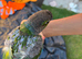 Pearly super tame conure