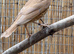 Male Cinnamon song thrush
