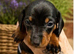 KC Registered Miniature Dachshund Puppies - Ready 30th May