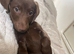 1 beautiful chocolate dachsdor puppy looking for there forever home