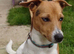Stunning Proven Jack Russell Stud