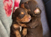 Mini long hair dachshund pups