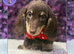 Beautiful Miniature Dachshund Puppies Ready Now
