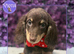 Beautiful Miniature Dachshund Puppies Ready Now
