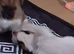 Jack Russell Puppies
