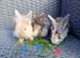 Mini Lop cross Lionheads super friendly! just 2 boys left!