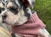 Old tyme bulldog x French bulldog