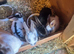 Stunning Mini Rex