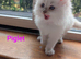 5 pure bred ragdolls