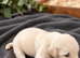 Golden retriver puppies