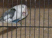 Breeding pair of love birds