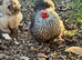 FERTILE pekin bantam hatching eggs