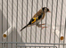 proven BBC Goldfinch pair