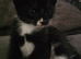 Kitten for sale