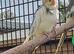 Pied Cockatiels