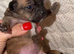 Brindle tiny chihuahua babies ready now