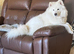 Samoyed