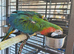 3 YEAR OLD CATALINA MACAW CALLED RUBY