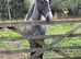 Clydesdale x ish 2 year old gelding