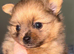 Rare! Merle Pomeranian puppies