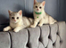 Male British shorthair kitten