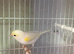 Yellow Diamorphic Canary Hens x 2