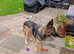 German Shepherd female