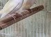 This years baby gouldian finches