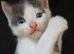 Light grey/white tortoise shell male kitten