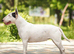 Miniature English bull terrier