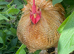 Bantam cockerels in need of new homed