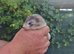 Adorable and well handled baby ferrets