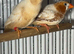 Zebra Finches