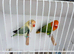 EUWING TURQUOISE AND GREEN OPALINE