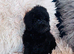 Toy poodle puppy available