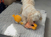 Maltipoo  very lovely