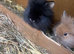 Rabbits