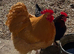 Mr Buff Orpington would love a new home with hens