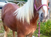 Traditional cob filly