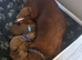 Exceĺent cockerpoo puppies 3 males