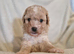 4 stunning shipooh pups