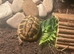 Female tortoise