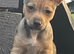 Jack russell puppy READY