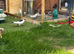 Afghan pigeons for sale