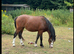 Stunning 2yo Welsh Section A colt