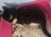 Last kitten ready now