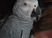 African grey parrot for sale