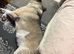 Akita