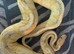 Banana pastel ball python FEMALE